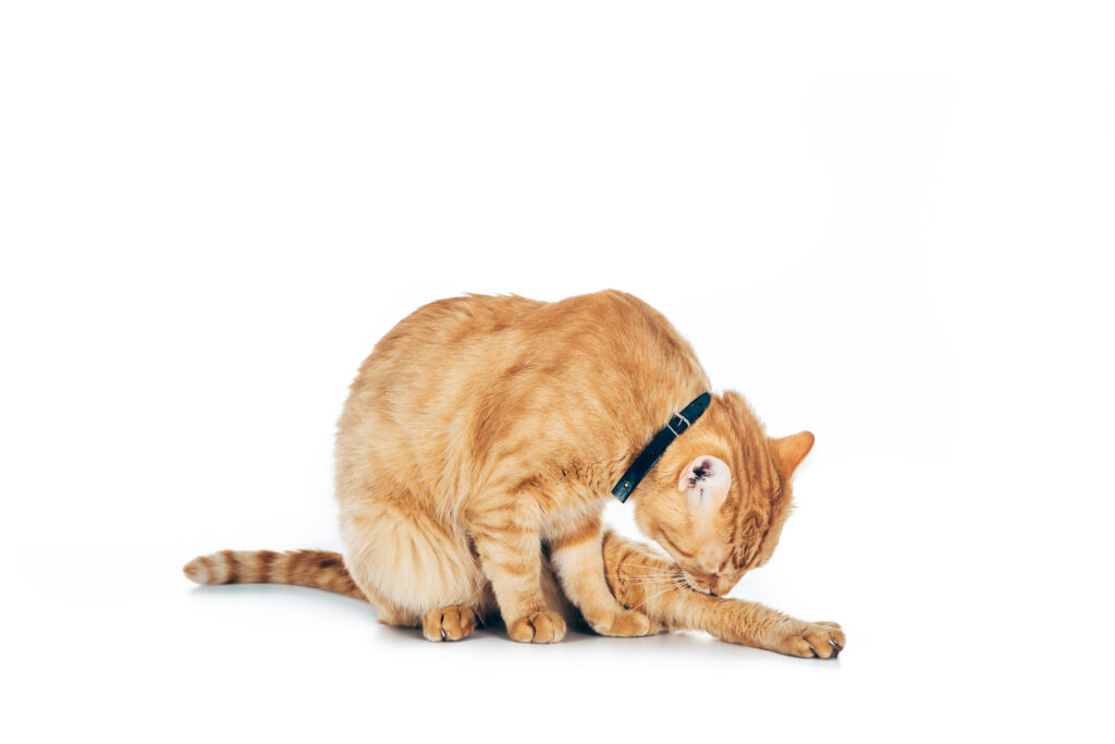 cute domestic tabby cat washing paw isolated on white